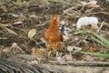 An hen with a chick stood on ground and finding possible food available to fulfil the need of life. Chick looks shrunk in the cold