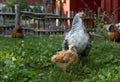 Domestic chicken with chick on traditional scandinavian rural barnyard in summer. Royalty Free Stock Photo