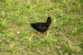 Hen or Chicked finding feed arroud home with green corn trees Royalty Free Stock Photo