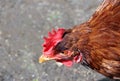 A hen chicken Royalty Free Stock Photo