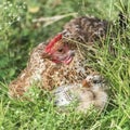 Hen and chicken, babies