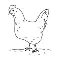 Hen chicken bird illustration vector