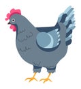 Hen chicken, breeding and growth on farm vector Royalty Free Stock Photo