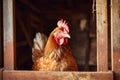 Hen or chicken in a coop in the countryside