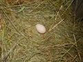 Hen Chicken Egg in Hay Nest on Small Farm Royalty Free Stock Photo