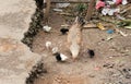 Hen with chicken in Madagascar, Africa