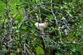 A hen or chicken over a fig tree