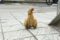 A hen and chicken on the sidewalk of the road Royalty Free Stock Photo