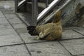 A hen and chicken on the sidewalk of the road Royalty Free Stock Photo