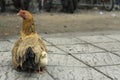 A hen and chicken on the sidewalk of the road Royalty Free Stock Photo