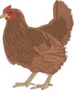 Hen, chicken sketch. Poultry farm, farming concept