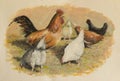 Original vintage oil painting of hen and chickens eating in farm yard. 