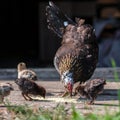 Hen and chickens pecking grain Royalty Free Stock Photo