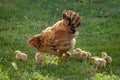 Hen and chickens in the rural yard against sun photos