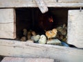 A hen with chickens in a small wooden chicken coop takes care of the litter