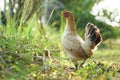 Hen with chickens walking in green grass yard.Bantam chick with her family.Chicken following their mother in the morning Royalty Free Stock Photo