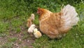 Hen with chickens in the yard. Royalty Free Stock Photo