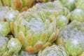 Hen and Chicks with cobwebby white hairs at the tips