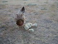 Hen with chicks find food