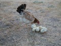 Hen with chicks find food