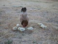 Hen with chicks find food