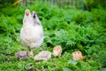 Hen with chicks in a green grass garden