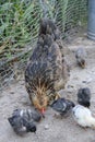 Hen with chicks pecking grain in poultry. Hen with chickens. Domestic birds Royalty Free Stock Photo