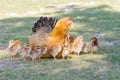 Mother hen protecting chicks Ã°Å¸ÂÂ¥ on grass