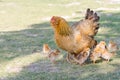 Mother hen protecting chicks Ã°Å¸ÂÂ¥ on grass