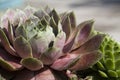 Hen and Chicks Rosettes - Sempervivum atlanticum