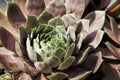 Hen and Chicks Rosettes - Sempervivum atlanticum