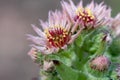 Common houseleek Sempervivum tectorum, close-up pink flowers