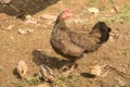 Hen and chicks walking outdoors to find food.