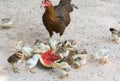 Hen and Chicks Watermelon eating a diet Royalty Free Stock Photo