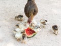 Hen and Chicks Watermelon eating a diet Royalty Free Stock Photo