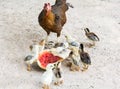 Hen and Chicks Watermelon eating a diet Royalty Free Stock Photo