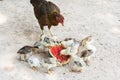 Hen and Chicks Watermelon eating a diet Royalty Free Stock Photo