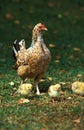 Hen with Chiks standing on Grass Royalty Free Stock Photo