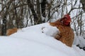 Hen covered in snow Royalty Free Stock Photo