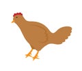 Hen Domestic Poultry Icon Vector Illustration