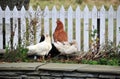 Hen and ducks by a fence, at Forsinard platform, Sutherland, Scotland, U. K.