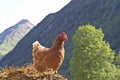 Hen on a dung heap Royalty Free Stock Photo