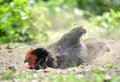 Hen dust bath