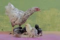 A hen is eating corn with her six newly hatched chicks. Royalty Free Stock Photo