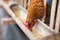 Hen eating food in farm Royalty Free Stock Photo