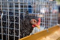 Hen eating food in farm, Eggs chicken farm, Thailand Farm Royalty Free Stock Photo