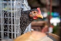 Hen eating food in farm, Eggs chicken farm, Thailand Farm Royalty Free Stock Photo