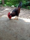 Hen eating food in front of house looking nice Royalty Free Stock Photo