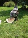 Hen Eating Watermelon Royalty Free Stock Photo