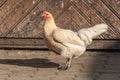 Hen on an educational farm Royalty Free Stock Photo